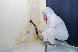 Why You Should Choose Our Mold Remediation Services in Binghamton University, NY